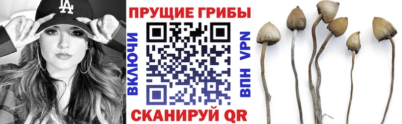 Псилоцибиновые грибы Psilocybe  Лысьва 